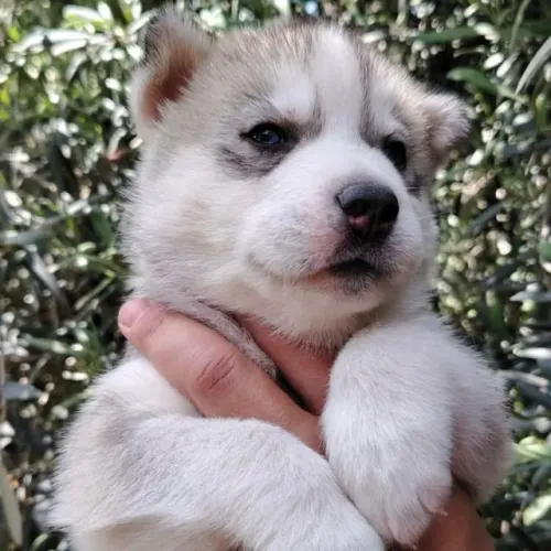 Filhotes de Husky Siberiano | Filhotes apaixonantes e brincalhões