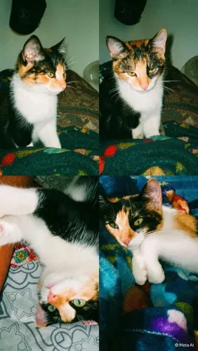 Doacao/adoção responsável de gata. Tricolor com 5 meses