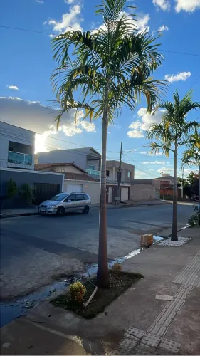 VENDO PALMEIRA IMPERIAL ADULTA , RETIRADA IMEDIATA