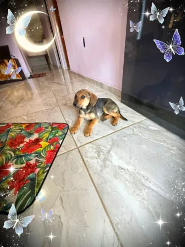 Doação de filhotes de Basset 