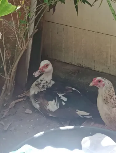 Patos