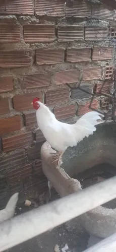 Galo da Índia