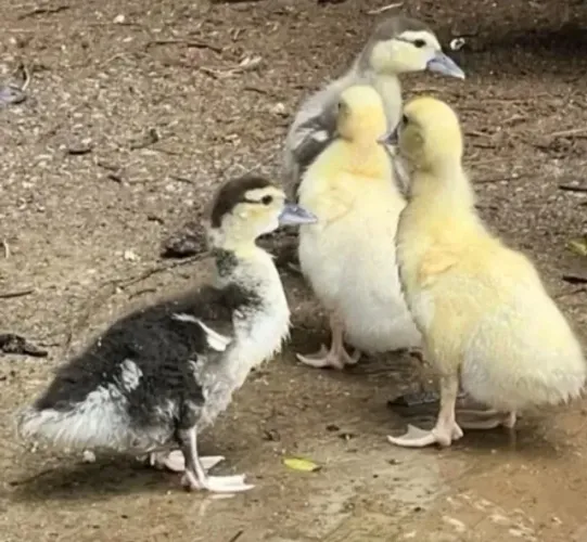 Filhotes de Pato Gamelão 
