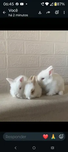 Lindos coelhos lion ?
