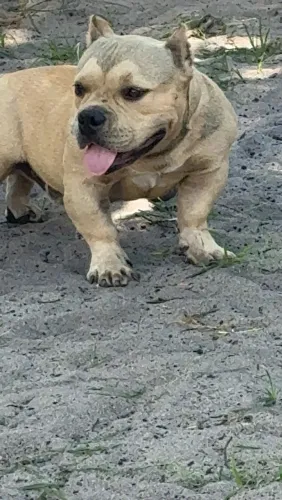 American Bully