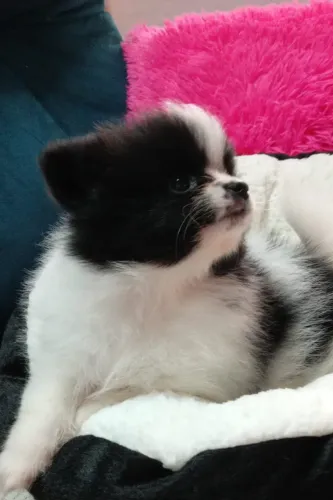 Spitz alemão 