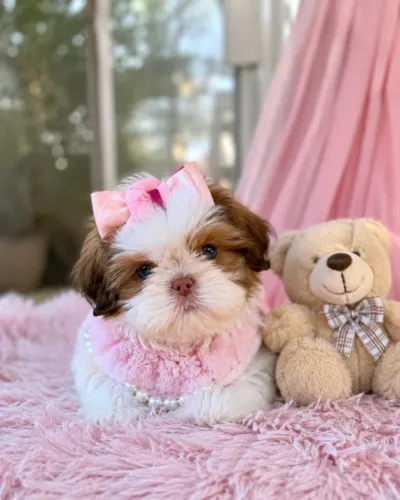 Fêmea Shih Tzu disponível 