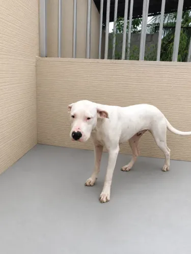 Vendo  dogo argentino
