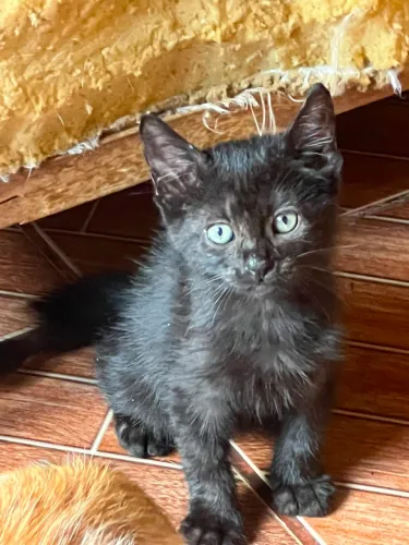 Doacao gatos