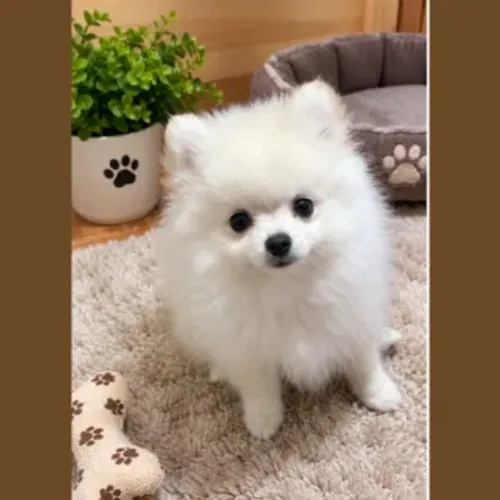 Spitz Lulu ursinho machinho mini Pérola