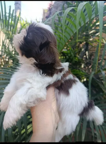 Shih tzu promoção