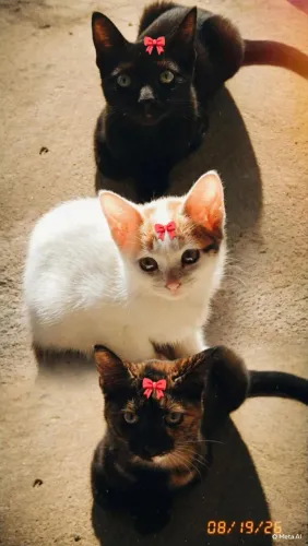 Gatinhas fêmeas