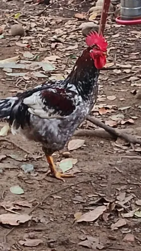 Vendo GSB galinha balão sertaneja baixa grande