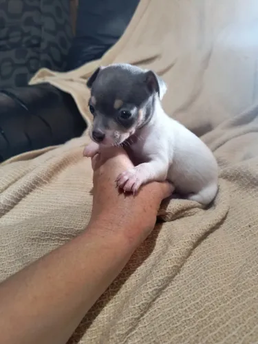 Lindo filhote de chihuahua na cor azul e branco