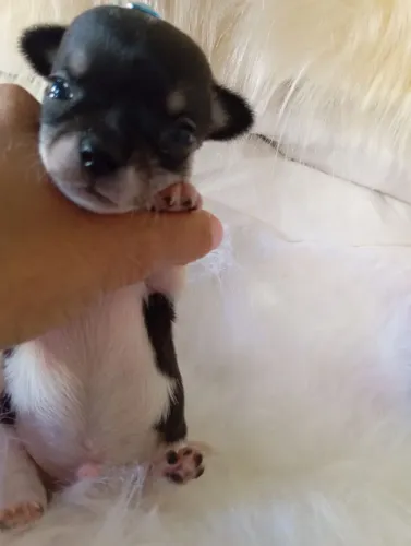 Bebê macho chiuauha Black