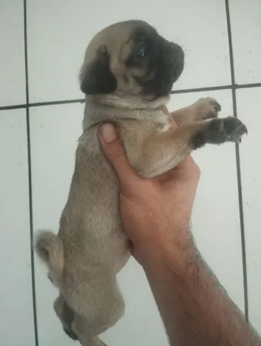 Pug minizinha fêmea linda e saudável 
