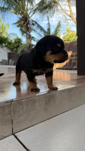 Rottweiler Alemão Cabeça de Touro 