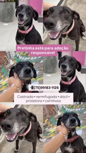 Cachorrinha CASTRADA 2 anos disponível para adoção!