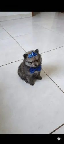 Lindo Filhote de Lulu da Pomerânia anão com Pedigree!!!