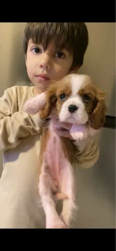 Cavalier king charles fotos reais cbkc 