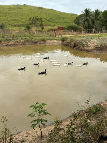 Patos 