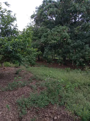 Chacra próximo ao ponto do peixe