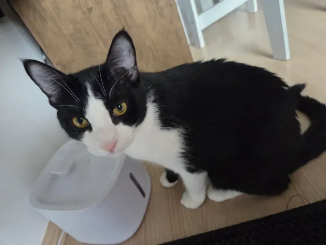 Doação de Gatas