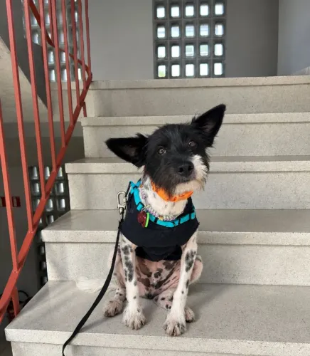 Doação cão macho
