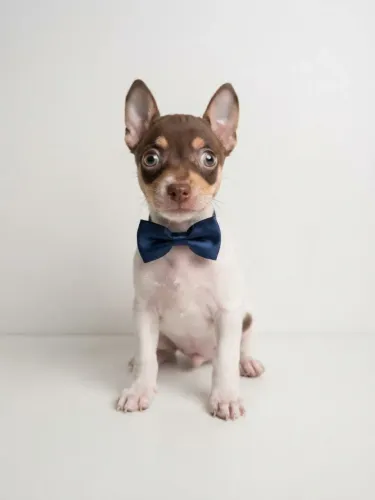 Pinscher Menino Doce e Muito Companheiro