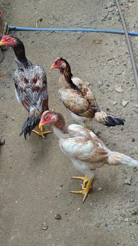 Casais de frangos da raça Mura conhecido como carioca entre 5 e 6 meses r$ 500