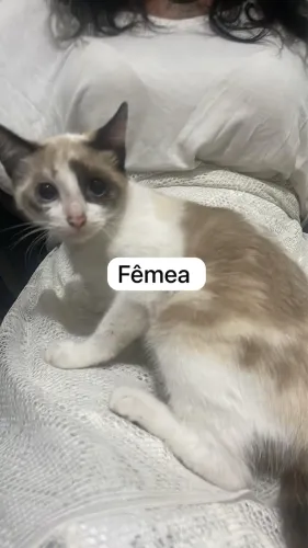 Adoção de gatos