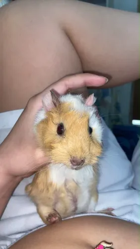 Porquinho da índia