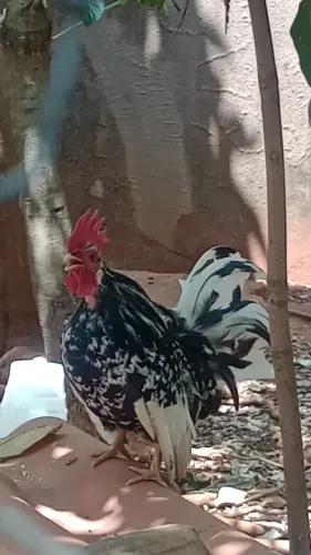 Doação galo garnisé