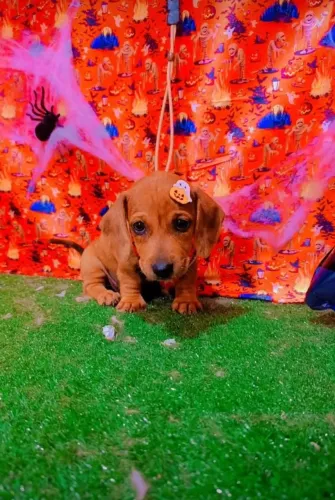 cachorro salsicha