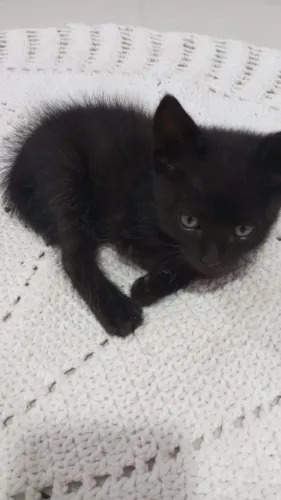 Doação de gato