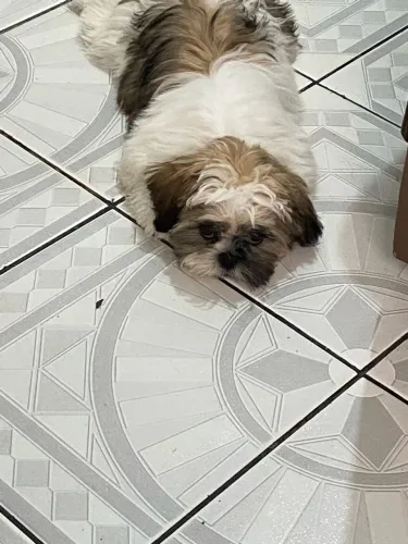Vendo Shitszu Fêmea