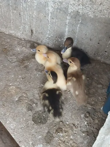 Pato
