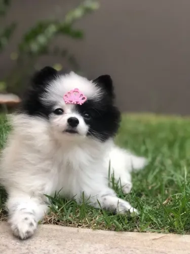 Spitz alemão Seu cachorrinho pode estar te esperando hoje