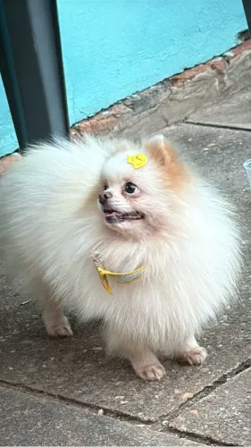 Lulu disponível para Cruza