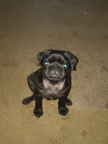 Pug macho
