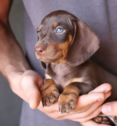 Dachshund salsichinha Macho/ pedigree opcional