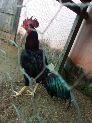 Vendo