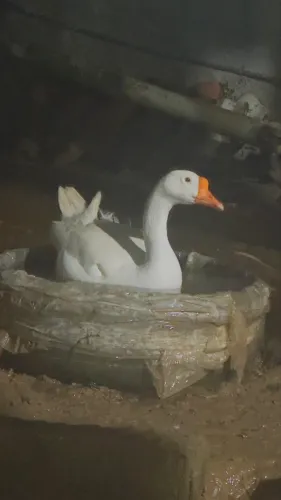 Casal de ganso adulto 