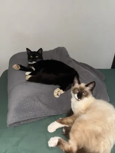 Doa - se Gatos