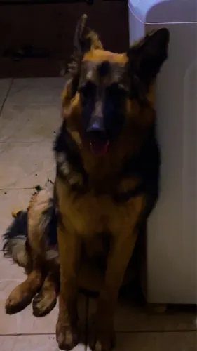 Cachorro