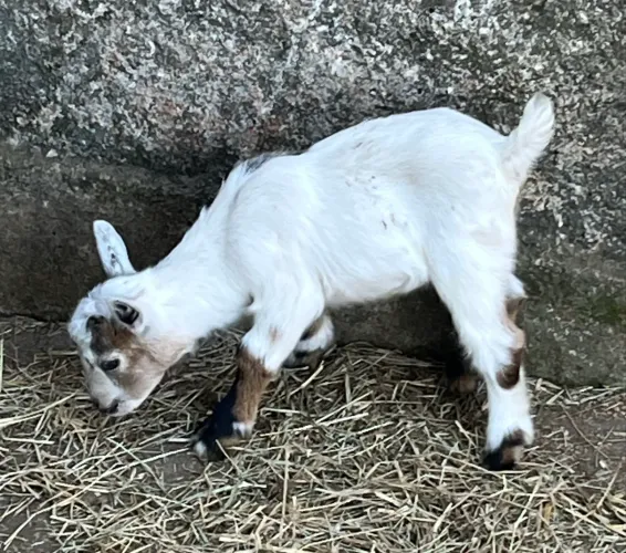 Mini cabrito, mini cabra, mini bode! 