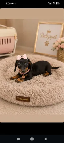 Daschshund macho e fêmea com garantia de saúde