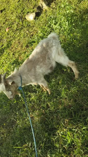Vendo bodinho 1 ano