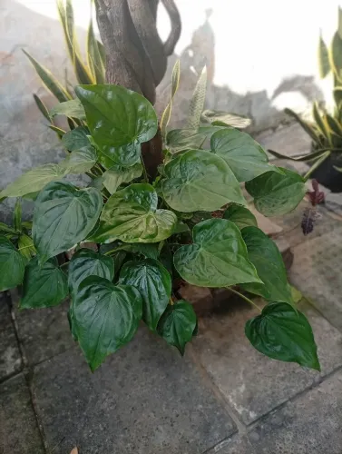 Planta Alocácia cucullata
