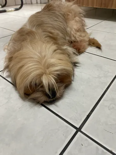 Cachorro